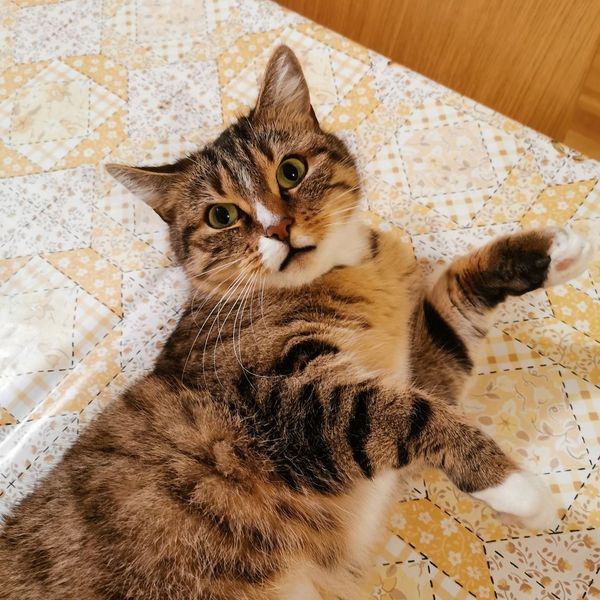 Sweet cat looking at the camera