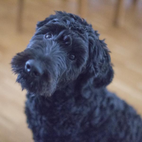 Fluffy dog after a fresh groom