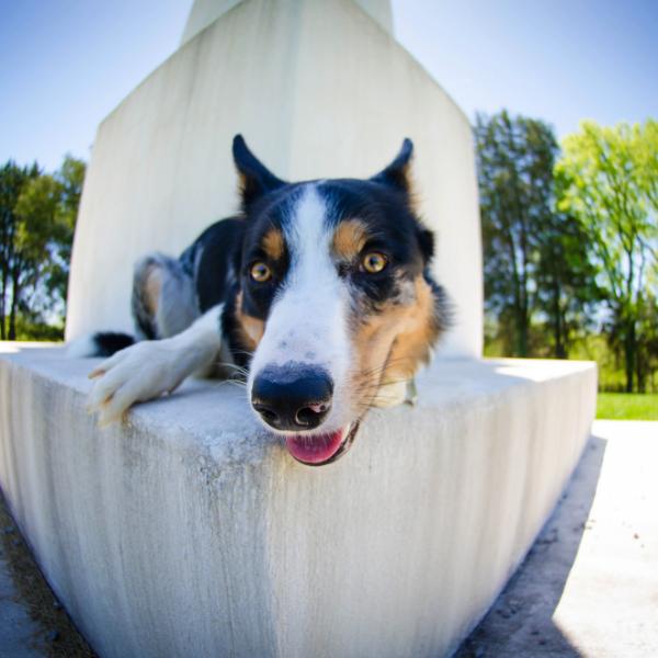 Adorable dog enjoying the day